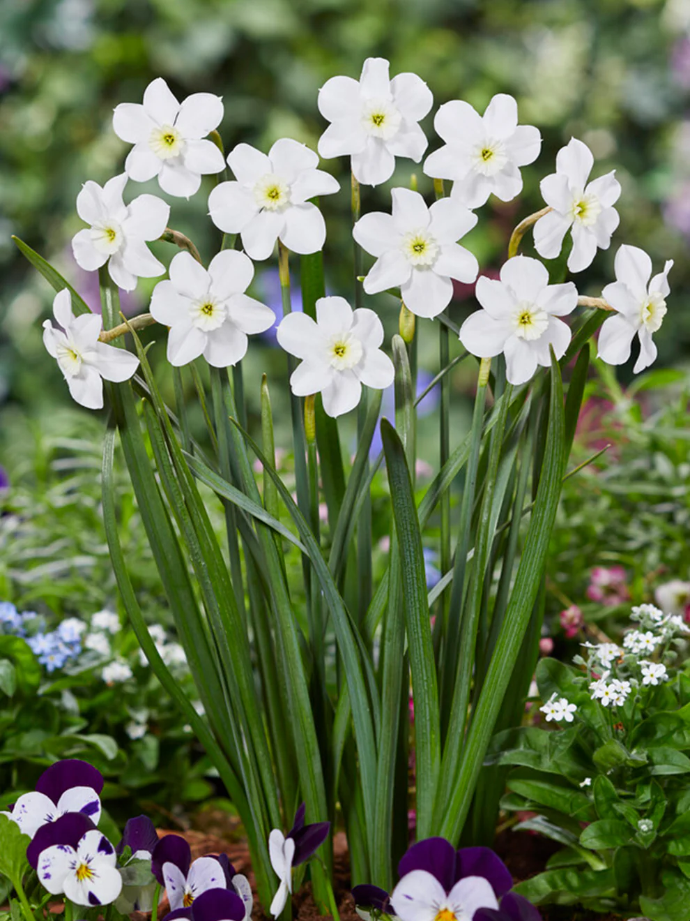 Plantaholic’s Choice – New Daffodils for 2023/24