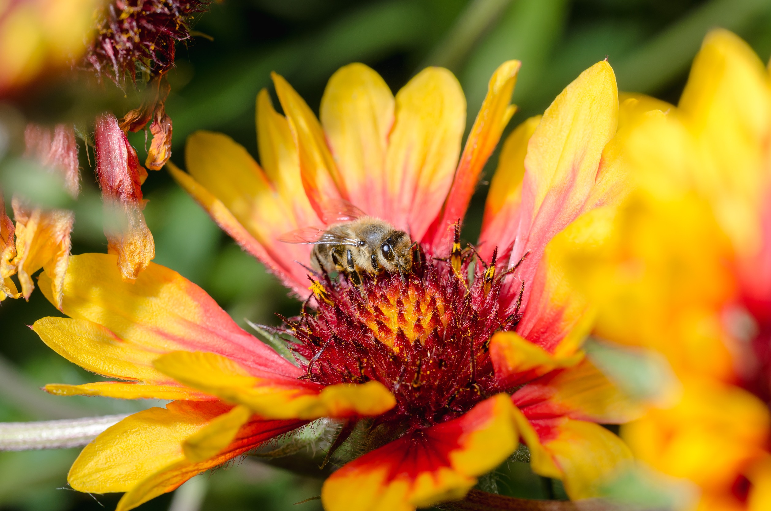 Help Save Our Bees With The Soil Association