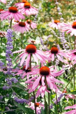 Perennials that will withstand drought