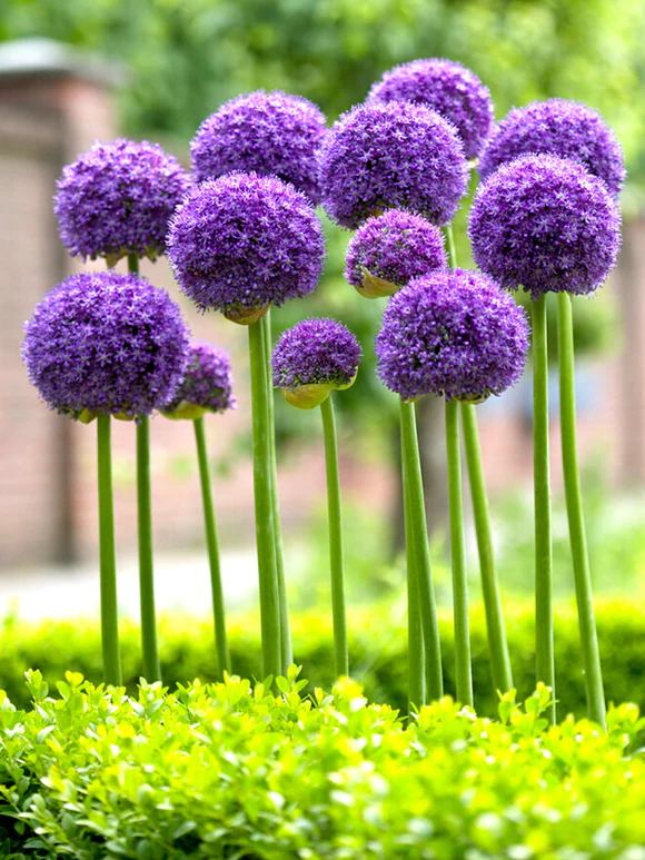 Allium is the Flower Bulb of the Year 2023