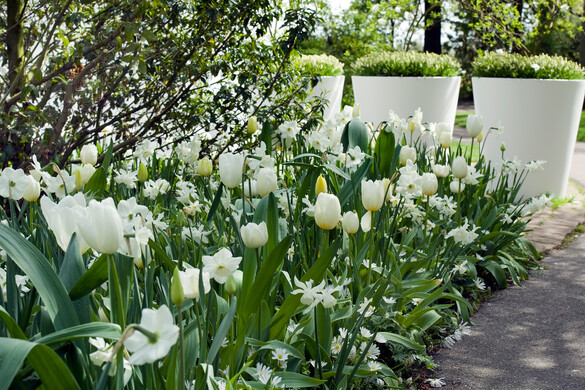 Flower bulbs for a white garden: pure and natural