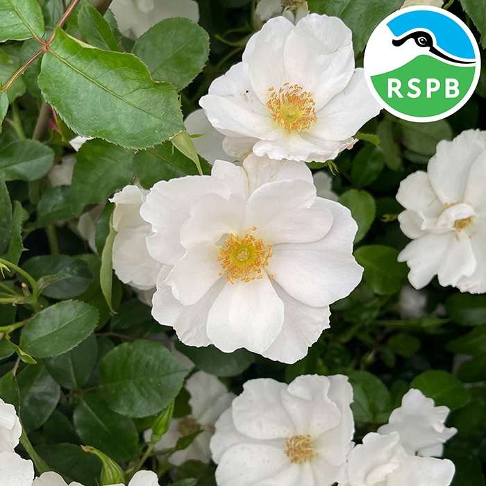 The RSPB “Power to Pollinators” Rose Collection