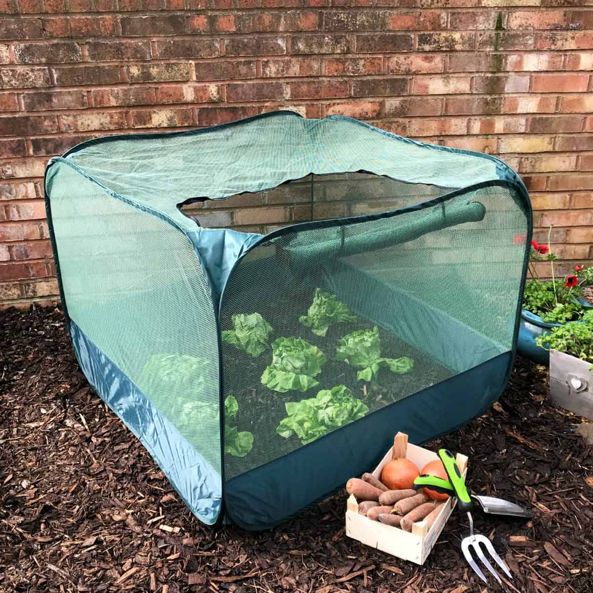 Garden Skill Gardenskill Pop Up Strawberry And Salad Fruit Cage Plant Cover 1 X 1 X 0.75M