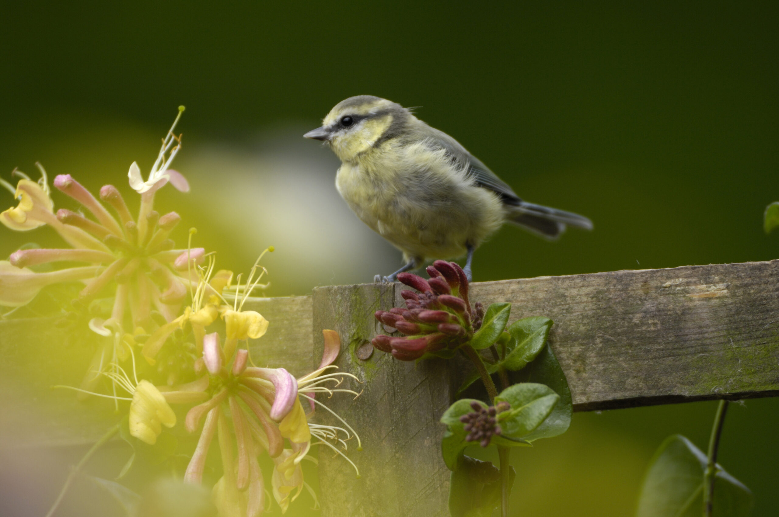 Gardening News – National Nest Box Week: Homebuilder Re-Tweets Online Quiz