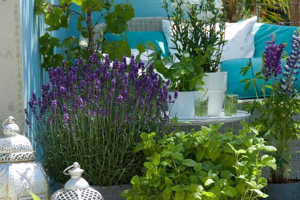 Wonderfully fragrant lavender in your garden