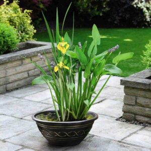 Thompson & Morgan Patio Pond Kit - Includes Plants, Pot and Gravel