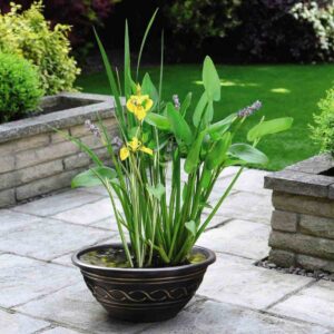 Thompson & Morgan Patio Pond Kit - Plants, Pot and Gravel x 2